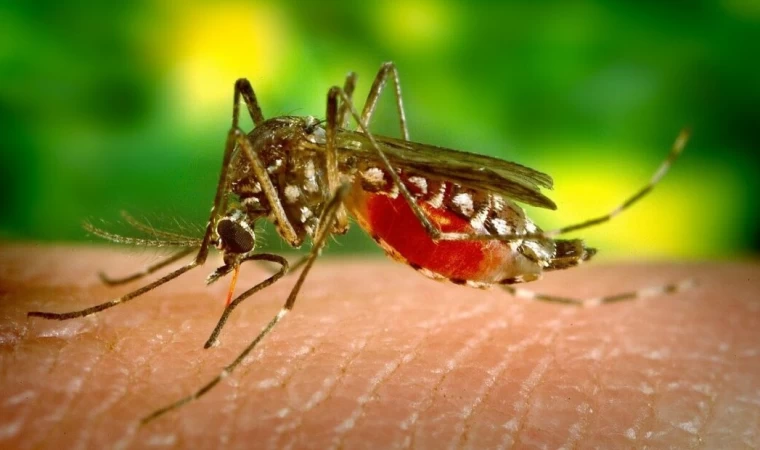 ‘Aedes Aegypti’ Tedirginliği Artıyor