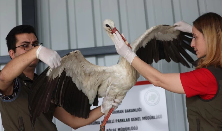 Akıma Kapılan Leylek Yeniden Hayat Buldu