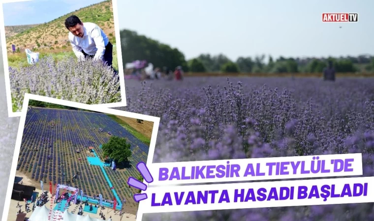 Altıeylül’de Lavanta Hasadı Başladı