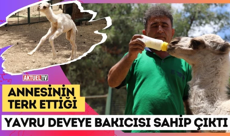 Annesinin Terk Ettiği Yavru Deveye Bakıcısı Sahip Çıktı