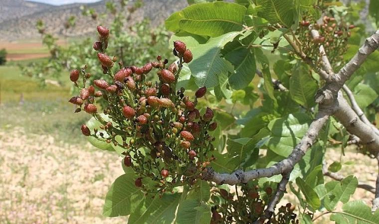 Antepfıstığı Fidanları Yüz Güldürdü