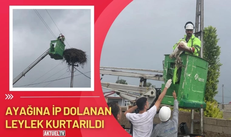 Ayağına İp Dolanan Leylek Kurtarıldı