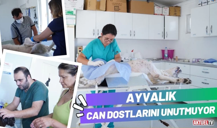 Ayvalık Sokaktaki Can Dostlarını Unutmuyor