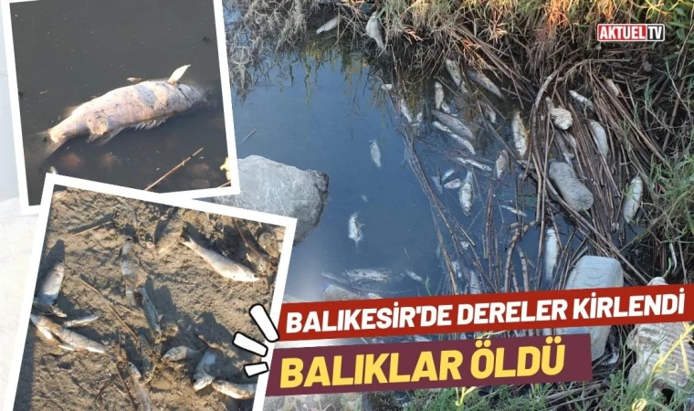 Balıkesir'de Dereler Kirlendi, Balıklar Öldü