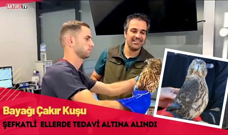 Bayağı Çakır Kuşu Şefkatli Ellerde Tedavi Altına Alındı