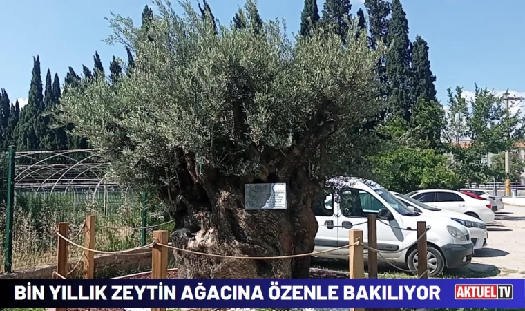 Bin Yıllık Zeytin Ağacına Özenle Bakılıyor