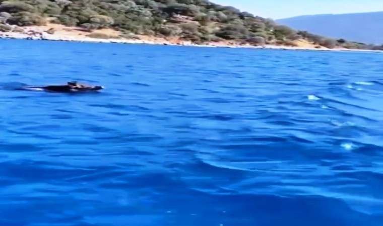 Bodrum’da Yüzen Domuz Görüldü