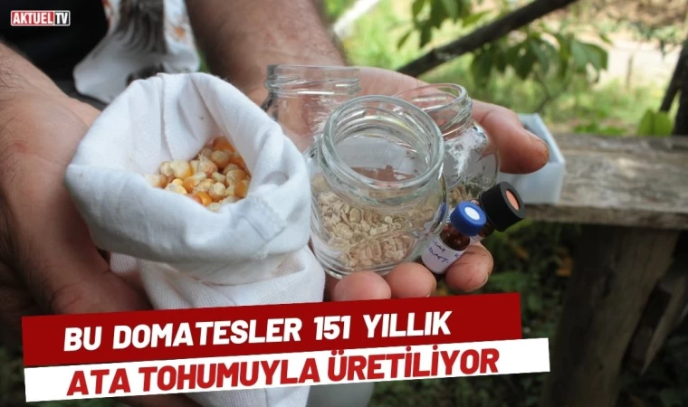 Bu Domatesler 151 Yıllık Ata Tohumuyla Üretiliyor