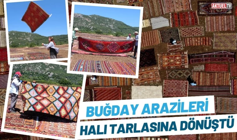 Buğday Arazileri, Rengarenk Halı Tarlasına Dönüştü