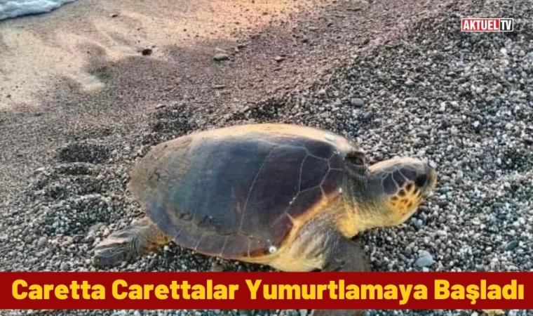 Caretta Carettalar Yumurtlamaya Başladı