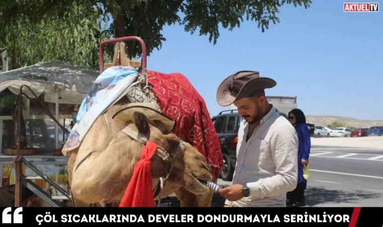 Çöl Sıcaklarında Develer Dondurmayla Serinliyor