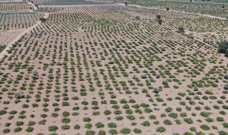 Deprem ve Aşırı Sıcaklar Üzümdeki Rekolteyi Düşürdü