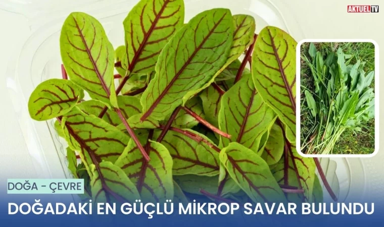 Doğadaki En Güçlü Mikrop Savar Bulundu