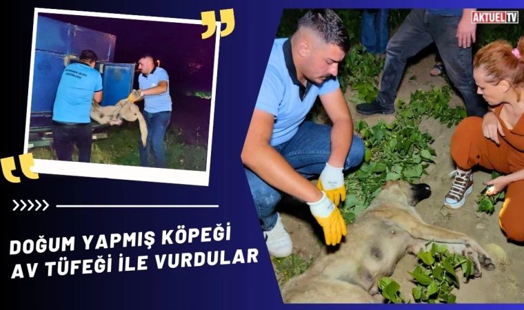 Doğum Yapmış Köpeği Av Tüfeği İle Vurdular