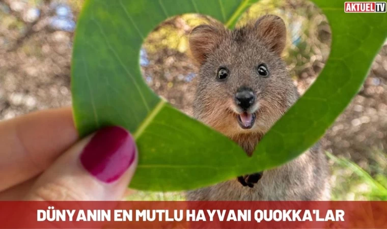 Dünyanın En Mutlu Hayvanı Quokka'lar