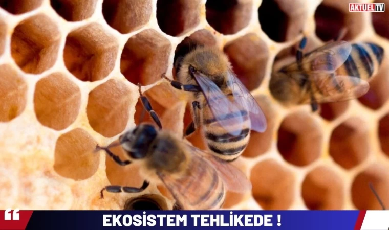 Ekosistem Tehlikede !