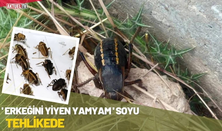 'Erkeğini Yiyen Yamyam' Soyu Tehlikede