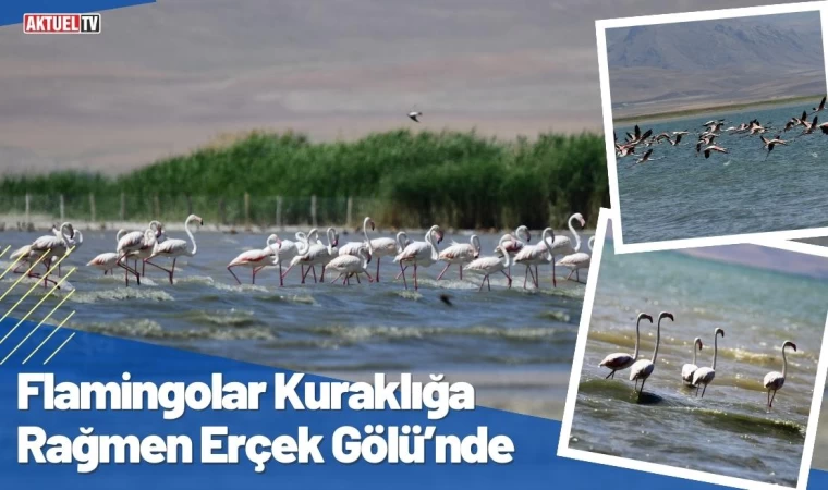 Flamingolar Kuraklığa Rağmen Erçek Gölü’nde