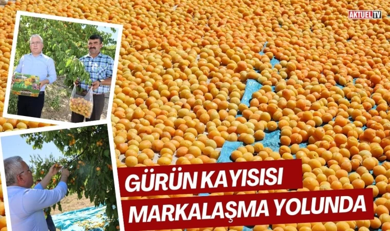 Gürün Kayısısı Markalaşma Yolunda