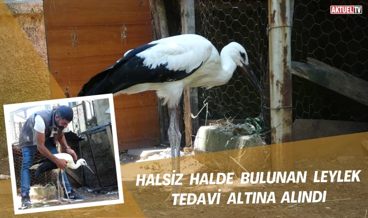 Halsiz Halde Bulunan Leylek Tedavi Altına Alındı