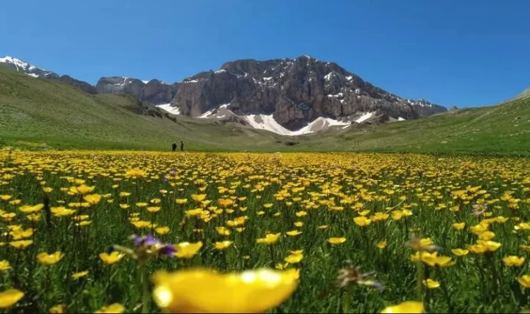 Huzur Arayanların Tercihi: Merg Yaylası