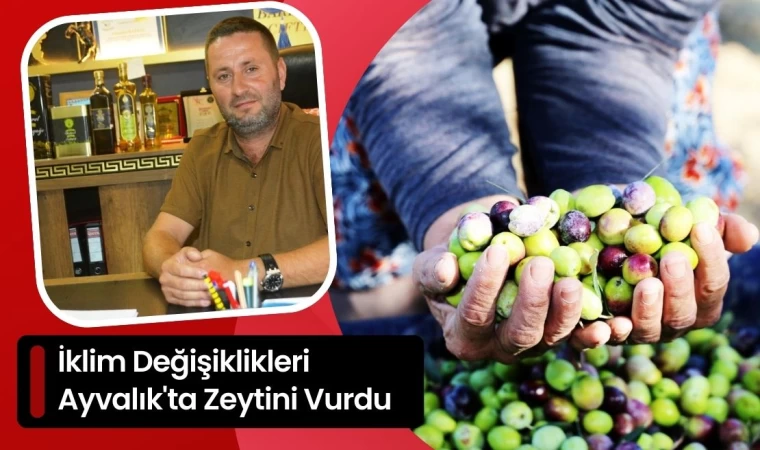 İklim Değişiklikleri Ayvalık'ta Zeytini Vurdu