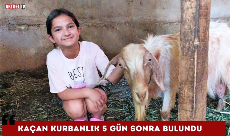 Kaçan Kurbanlık 5 Gün Sonra Bulundu