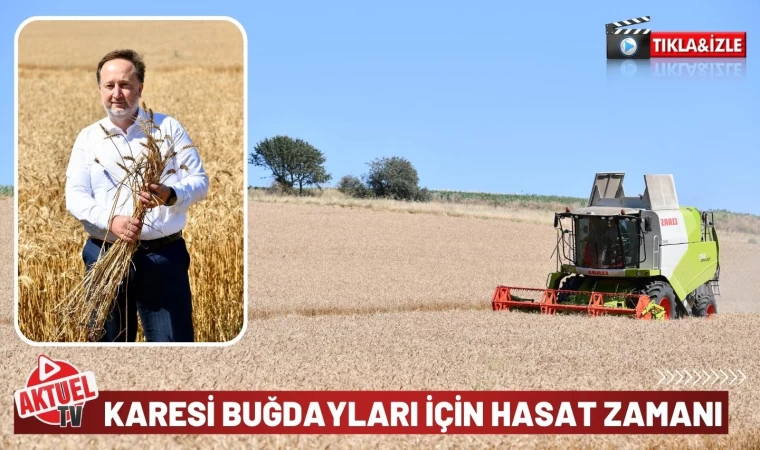 Karesi Belediyesi’nin Buğdayları Hasat Ediliyor