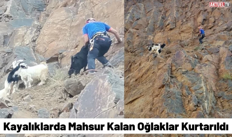 Kayalıklarda Mahsur Kalan Oğlaklar Kurtarıldı