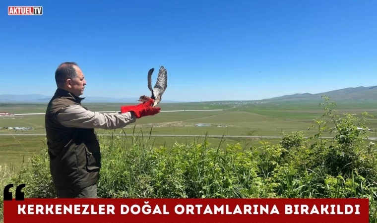 Kerkenezler Doğal Ortamlarına Bırakıldı