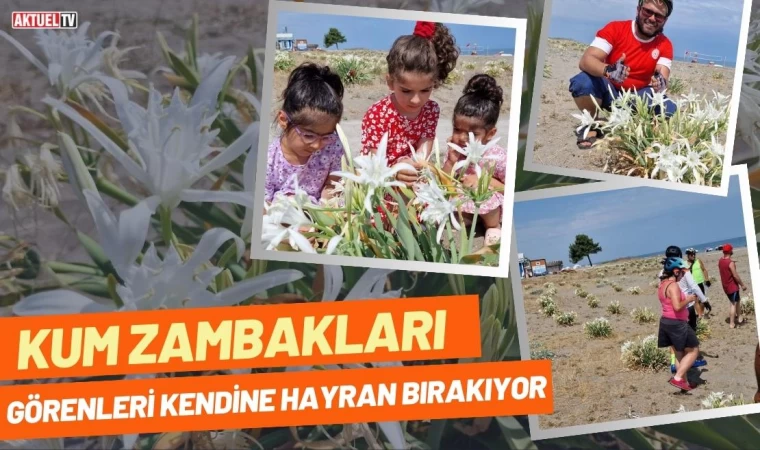 Kum Zambakları Görenleri Kendine Hayran Bırakıyor