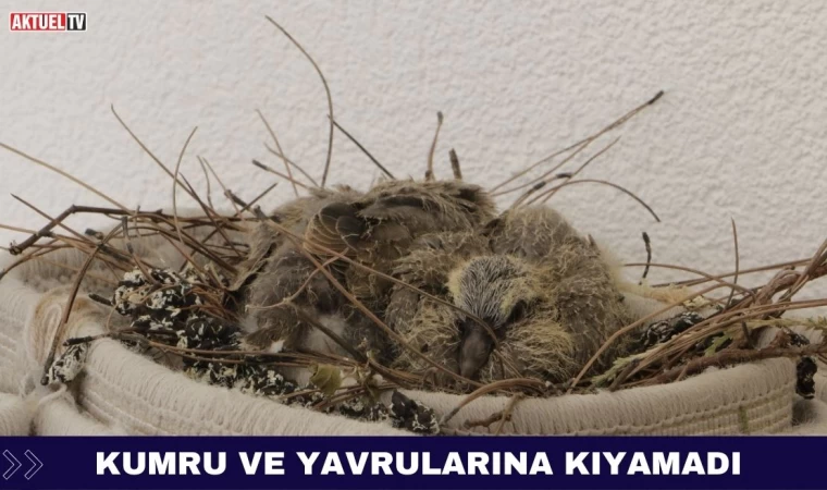 Kumru ve Yavrularına Kıyamadı