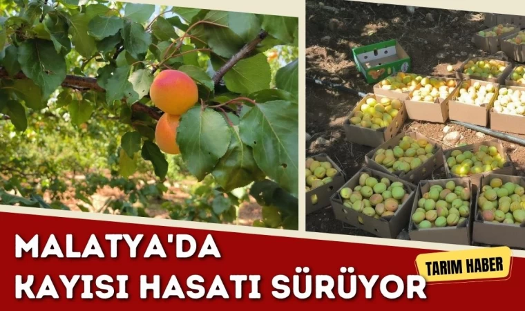 Malatya’da kayısı hasadı sürüyor