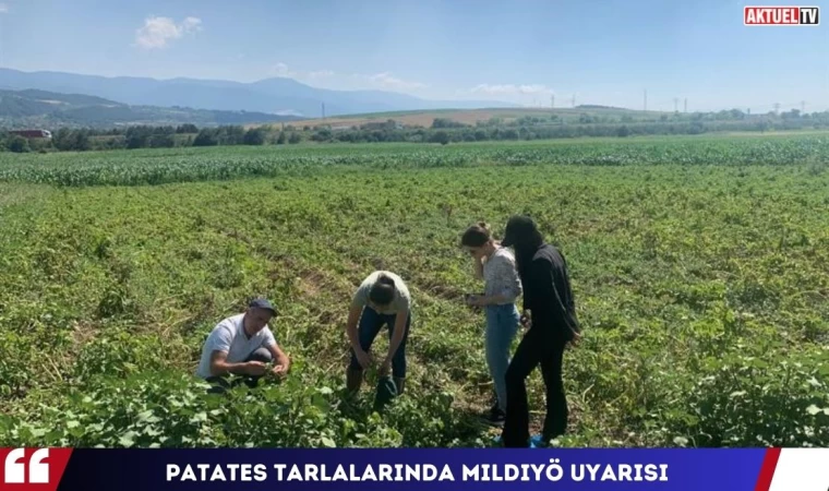 Patates Tarlalarında Mildiyö Uyarısı