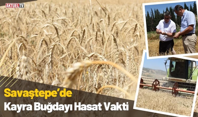 Savaştepe’de Kayra Buğdayı Hasat Vakti