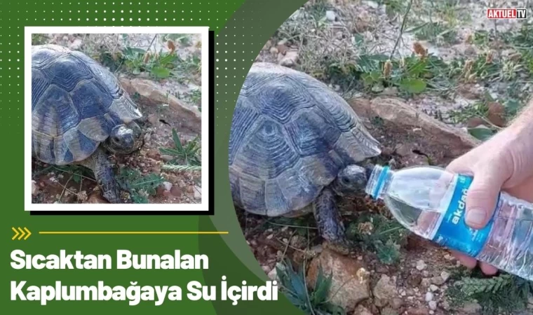 Sıcaktan Bunalan Kaplumbağaya Eliyle Su İçirdi