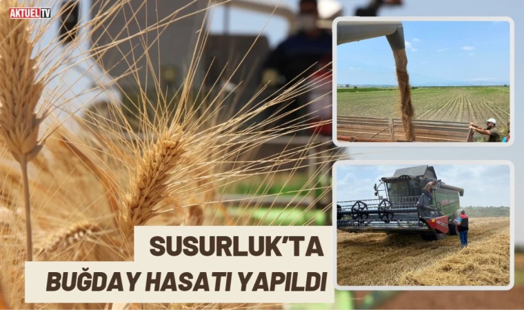 Susurluk’ta Buğday Hasatı Yapıldı