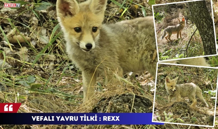 Vefalı Yavru Tilki : Rexx