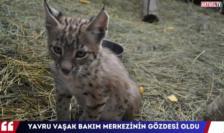 Yavru Vaşak Bakım Merkezinin Gözdesi Oldu