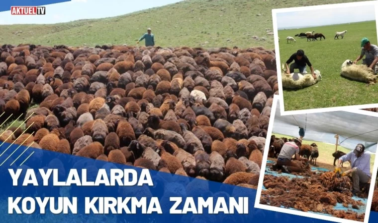 Yaylalarda Koyun Kırkma Zamanı