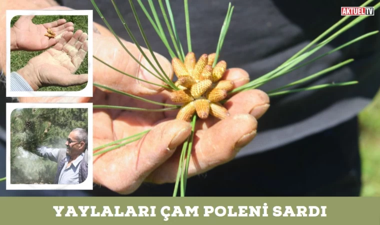 Yaylaları Çam Poleni Sardı