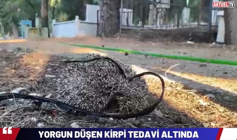 Yorgun Düşen Kirpi Tedavi Altında