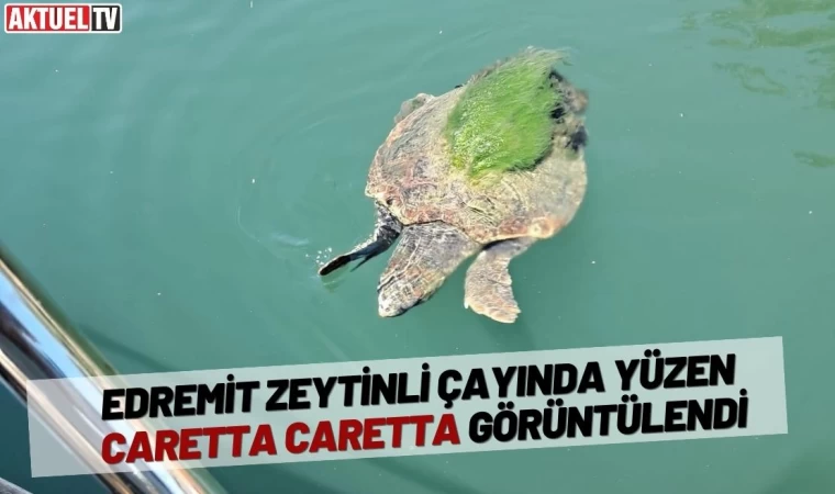 Zeytinli Çayında Yüzen Caretta Caretta Görüntülendi