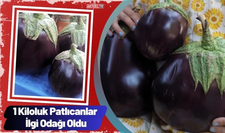 1 Kiloluk Patlıcanlar İlgi Odağı Oldu