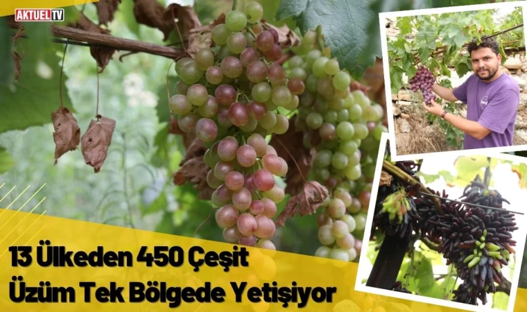 13 Ülkeden 450 Çeşit Üzüm Tek Bölgede Yetişiyor