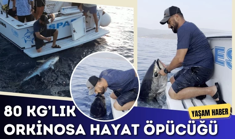 80 Kg’lık Orkinosa Hayat Öpücüğü