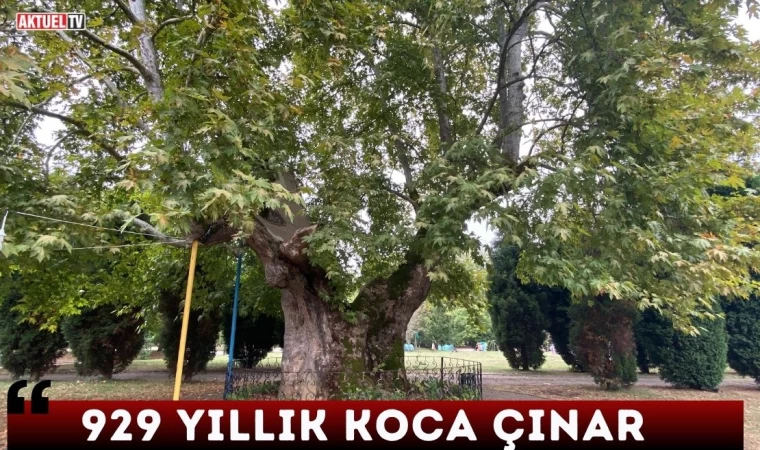 929 Yıllık Koca Çınar