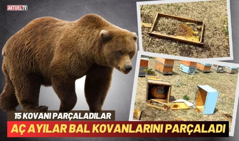 Aç Kalan Ayılar Kovanları Parçaladı  