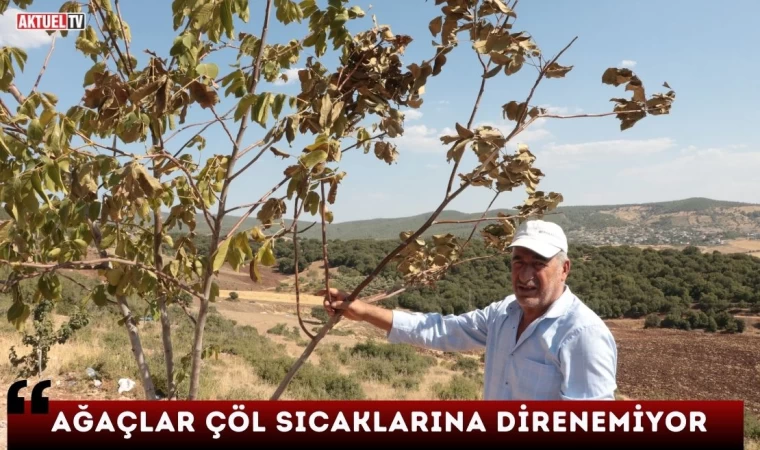 Ağaçlar Çöl Sıcağına Direnemiyor