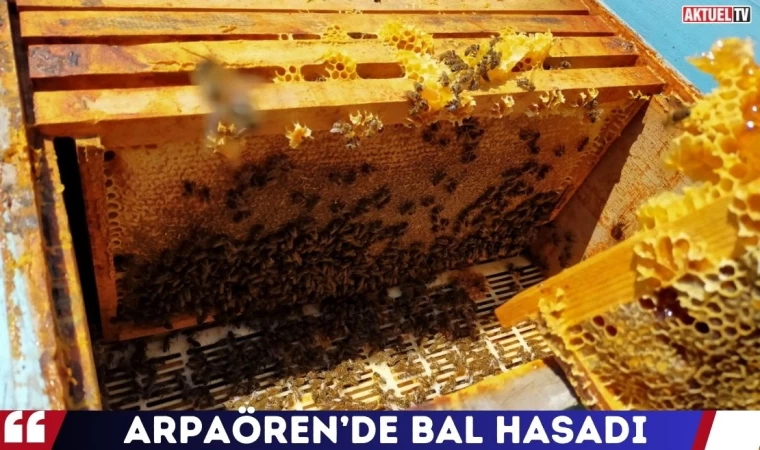 Arpaören’de Bal Hasadı